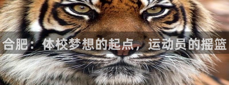 3377体育官方正版app娱乐网站：合肥：体校梦想的起点，运